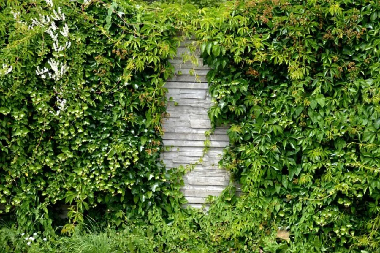 Quali sono le piante rampicanti che crescono velocemente per coprire un muro? Le scelte migliori