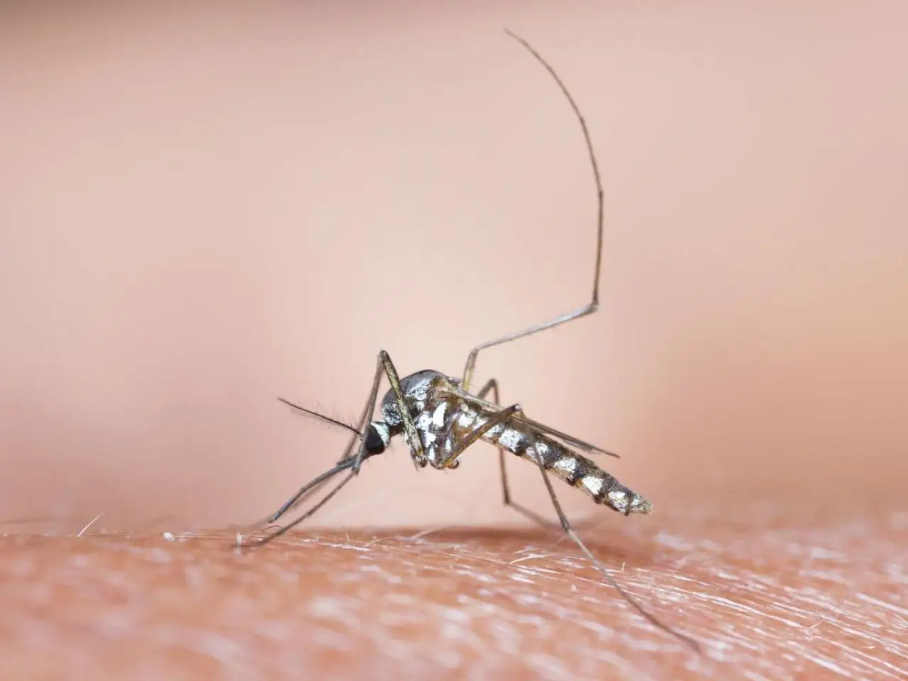 Non solo zanzare: ecco le piante aromatiche che tengono lontani tutti gli insetti fastidiosi