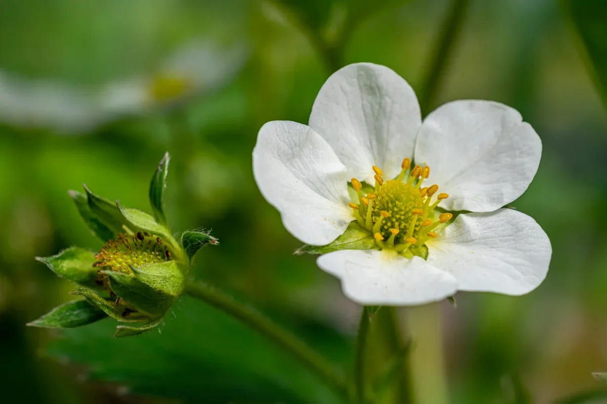 Regalare questo fiore bianco ha un significato nascosto molto potente: ecco quale