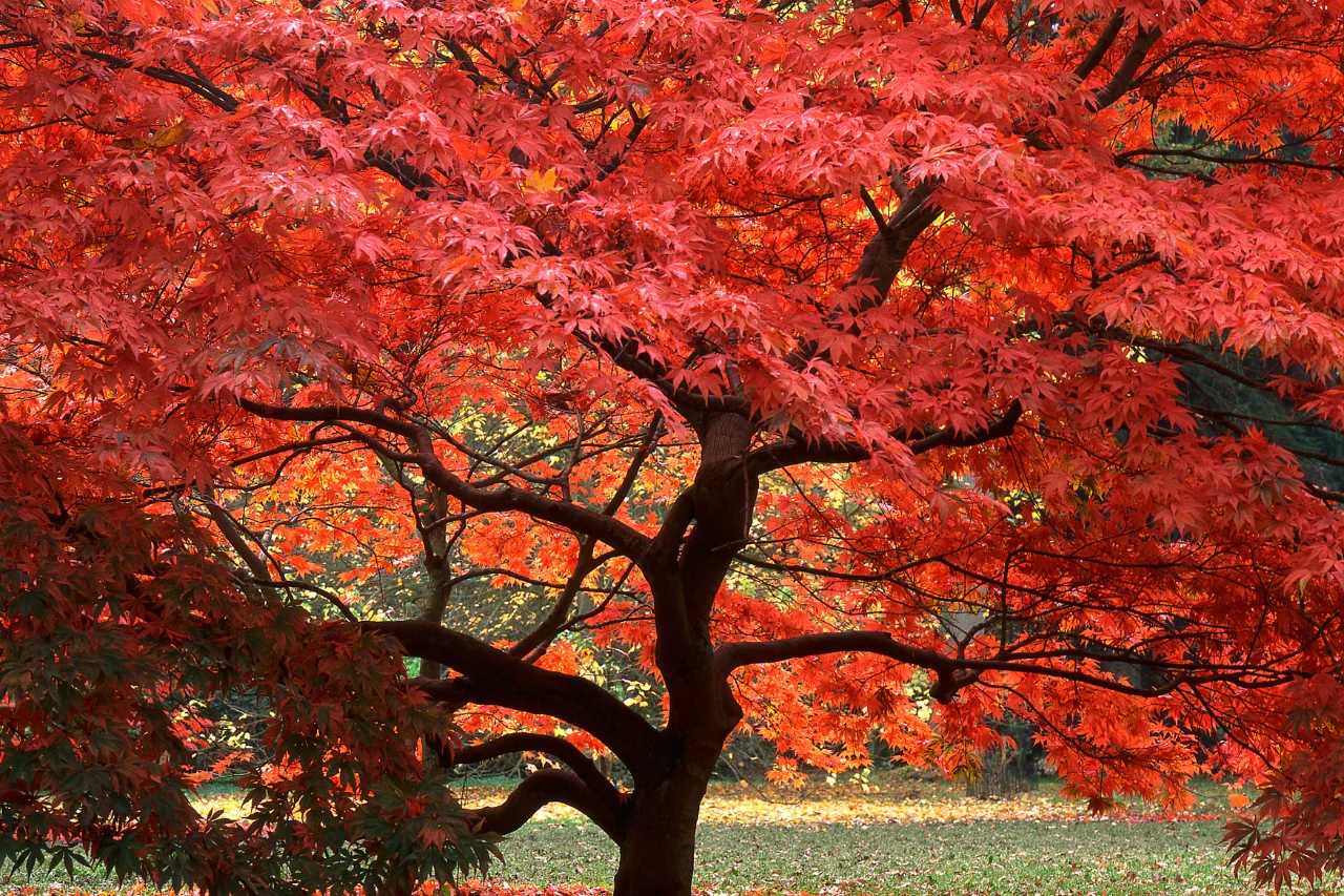Stai scegliendo l’albero sbagliato: ecco quali garantiscono un rosso spettacolare in autunno