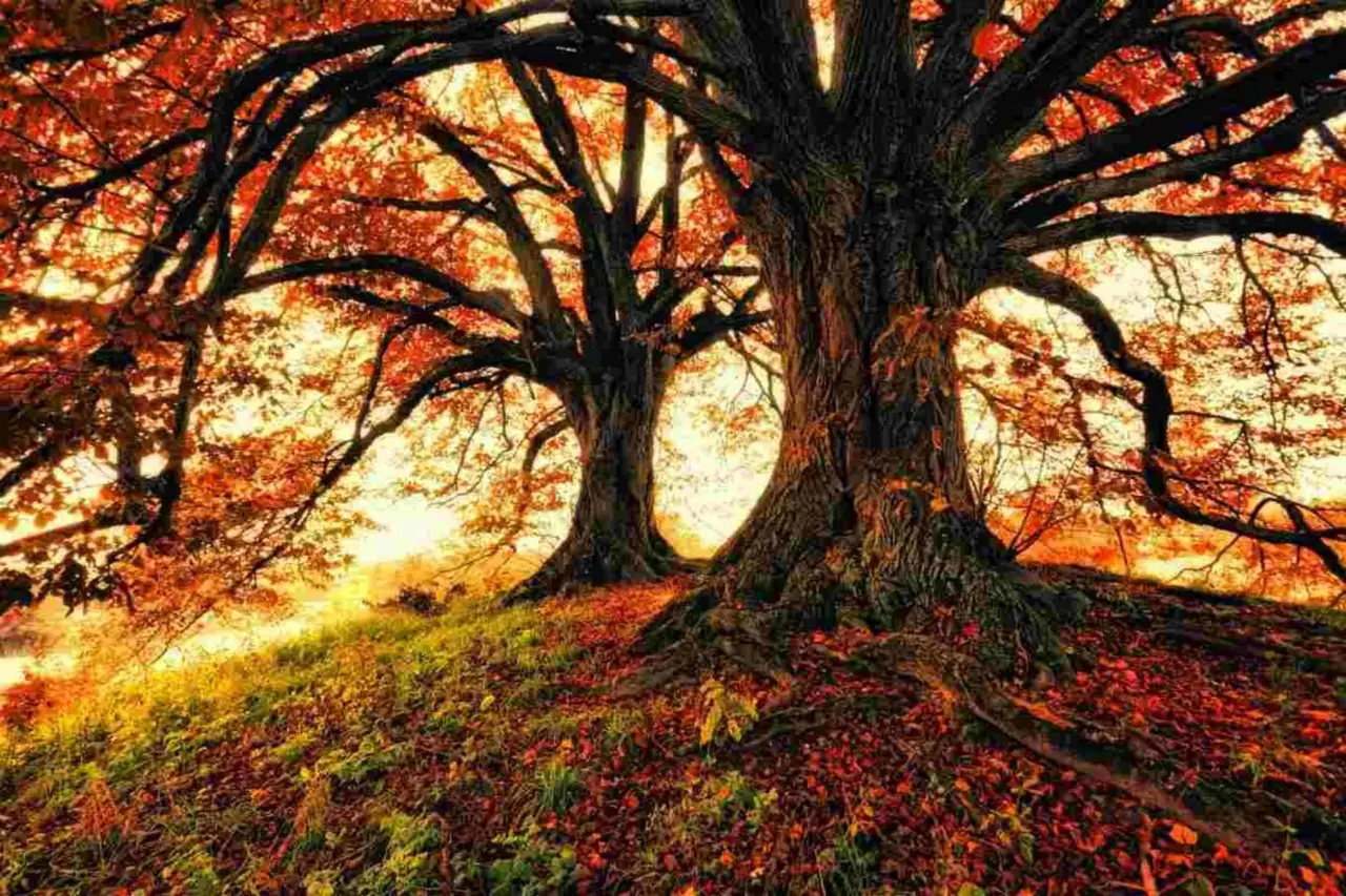 Vuoi uno spettacolo autunnale in giardino? Ecco gli alberi che diventano gialli e accendono il paesaggio