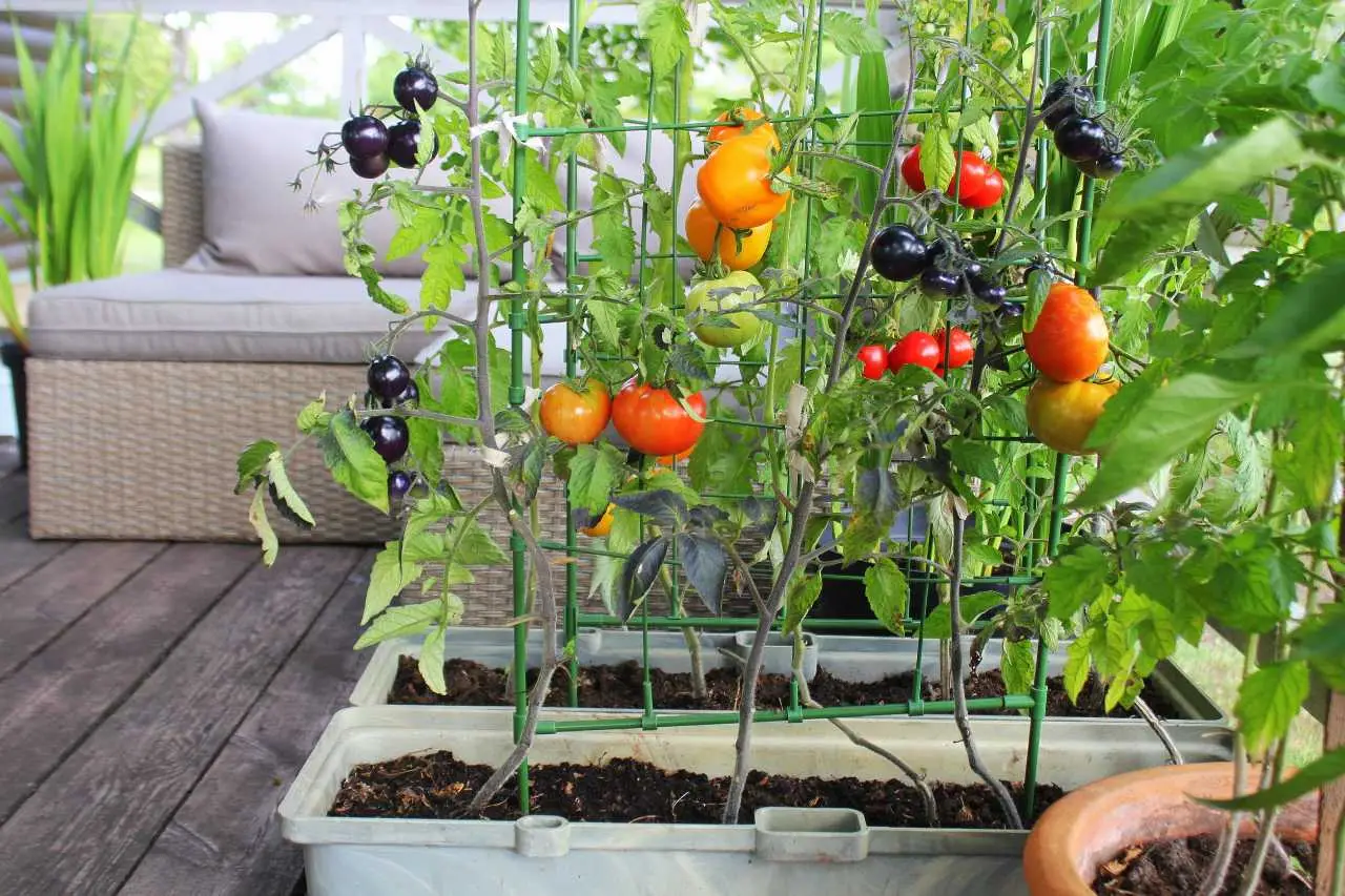 Come realizzare un vero orto sul tuo balcone: ecco i trucchi dei giardinieri esperti