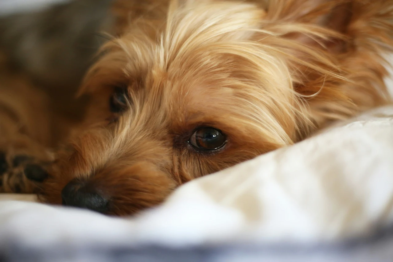 Attenzione a questi sintomi improvvisi nel cane: potresti averlo avvelenato
