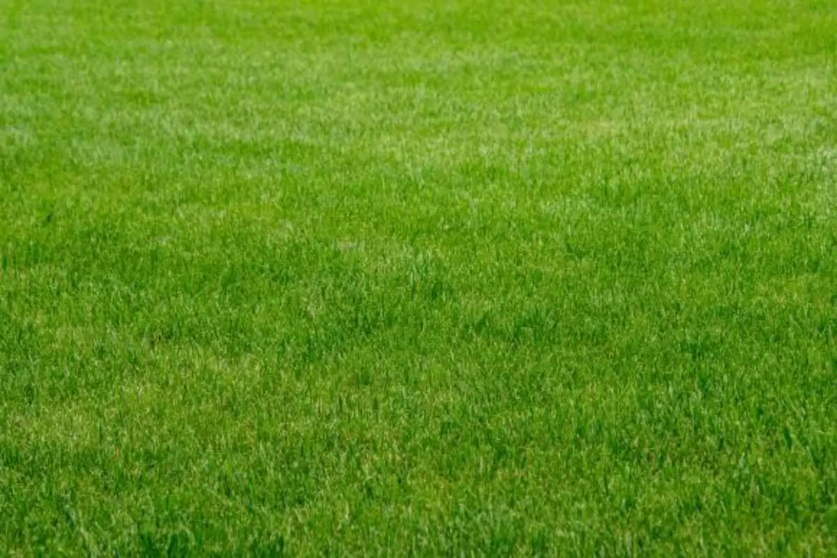 Come si fa a seminare il prato a settembre? I passaggi per un tappeto verde perfetto
