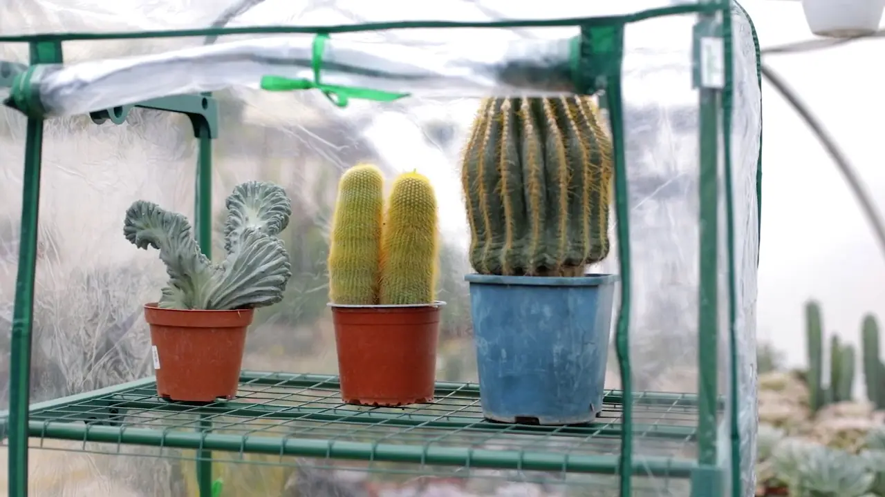 Come si costruisce una piccola serra sul balcone per l’inverno? Il fai-da-te per proteggere le piante
