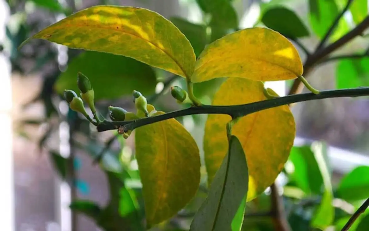 Il tuo limone non fa frutti, perché? Il concime naturale che stimola la fioritura